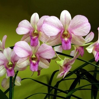 Exotic orchids