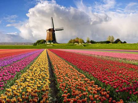 Flower field - flower, pretty, mill field, nature, petal