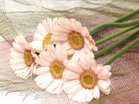 Soft flowers - flower, nature, pretty, petal