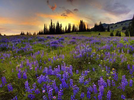 Flower field at sunset - flower, pretty, field, sunset, nature, petal