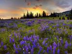 Flower field at sunset