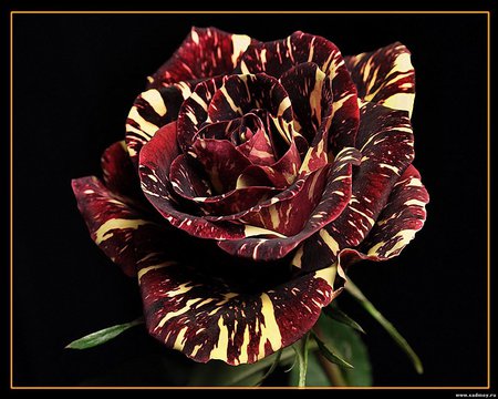 Zebra rose - nature, petal, zebra, rose, flower