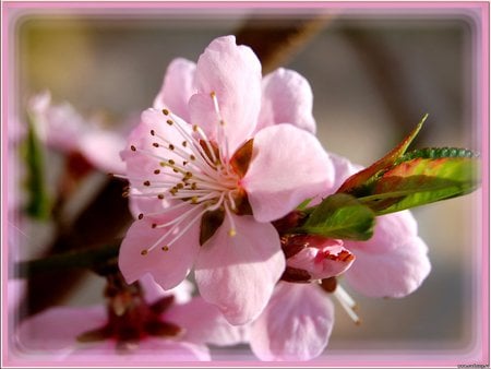 Pretty pink flowers - flower, pretty, pink, nature, petal