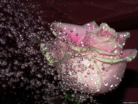 Fresh pink rose - nature, petal, pretty, drop, flower