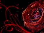 Abstract red rose