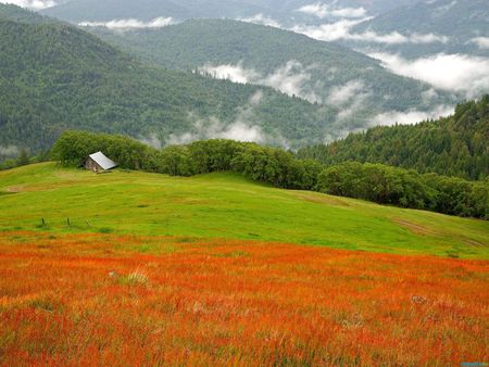 Flower field - flower, pretty, field, nature, mountain, petal