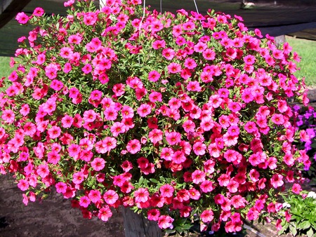 CALIBRACHOA - wallpapers, flowers, nature, calibrachoa