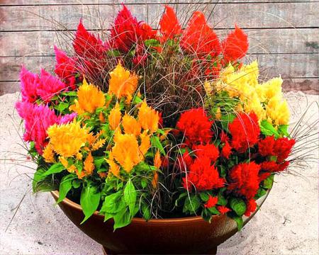 CELOSIA.....different colored - nature, wallpapers, flowers, celosia