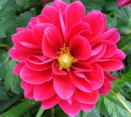 DAHLIA