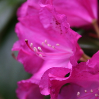 purple flower