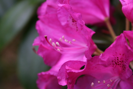 purple flower - purple, woods, purple flower, flower