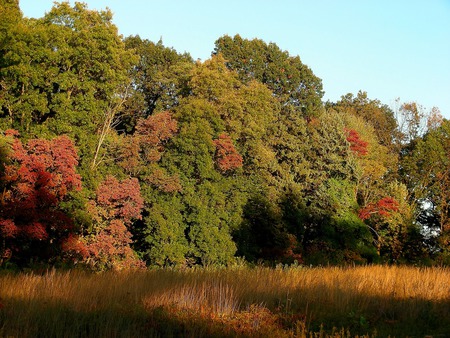 Forest - field, tree, forest, nature