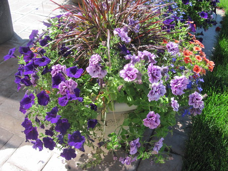 Flowers 27 in my small garden with our short summer days  - pot, photography, petunias, flowers, white, nature, purple, green, garden