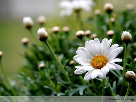 Margaritas - nature, petal, pretty, flower