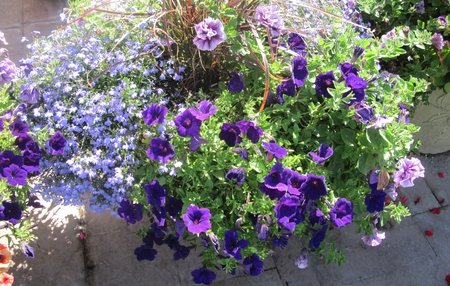 Flowers 28 in my small garden with our short summer days  - photography, petunias, white, nature, purple, green, flowers, pot, garden