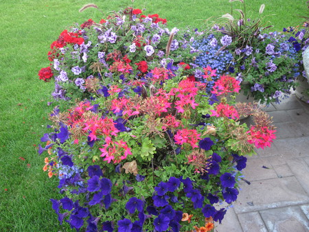 Flowers 28 in my small garden  - photography, petunias, nature, purple, red, green, pot, flowers, grass, garden