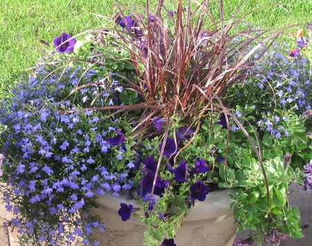 Flowers 32 in my small garden  - pot, photography, grass, petunias, flowers, white, nature, purple, green, garden