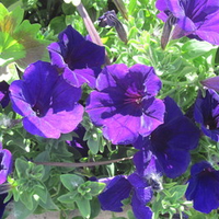 Purple Petunias Flowers 38 in my small garden 