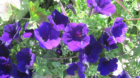 Purple Petunias Flowers 38 in my small garden 