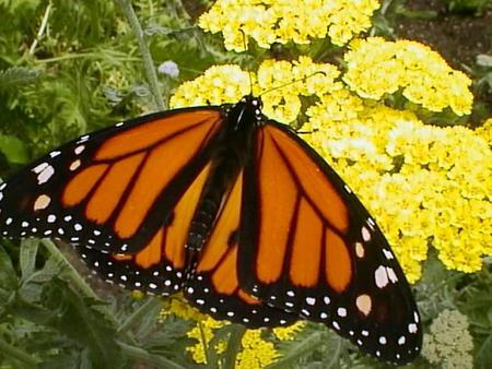 A pretty butterfly - wildlife, butterfly, black, monarch, flowers, orange, yellow, insect