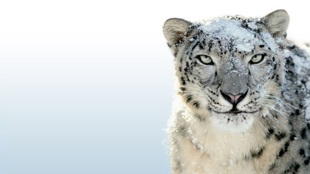 Snow cheetah - feline, animal, big cat