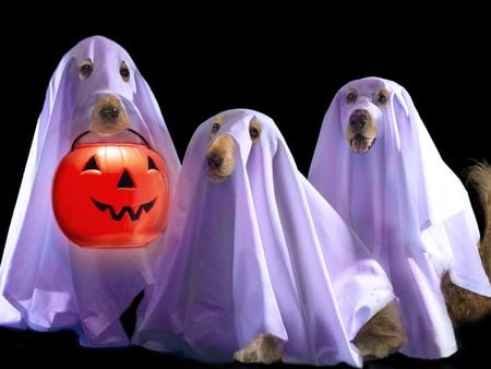 Halloween ghosts - ghost, halloween, puppy, pumpkin, dog, funny