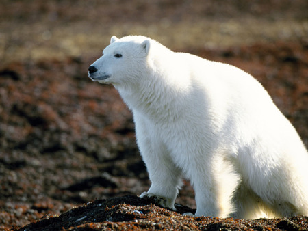 Polar bear - wildlife, bear, animal, polar, arctic