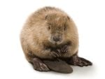 Rodent* Beaver, Canada's national symbol