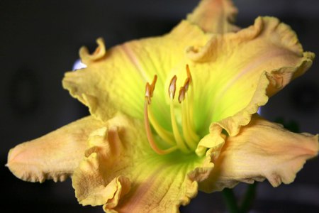 Yellow Frilled Daylily - bulb, perennial, yellow, daylily, plant