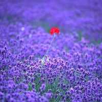 lavander-with-red-flower