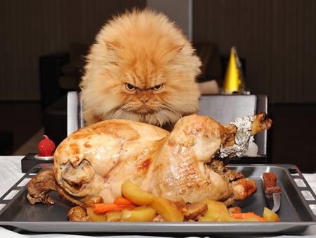 This Bird is Mine - persian, turkey, food, orange, cat