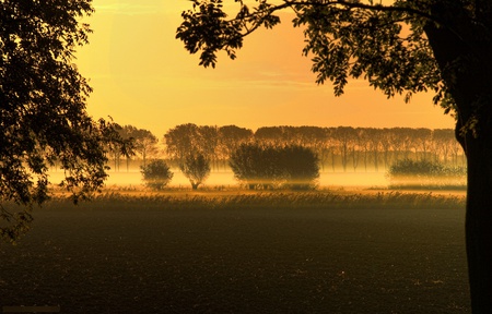 Golden background - trees, water, beautiful, landscape, beauty, gold, black, nature, colorfull, tranquility, background, lake, golden, sky