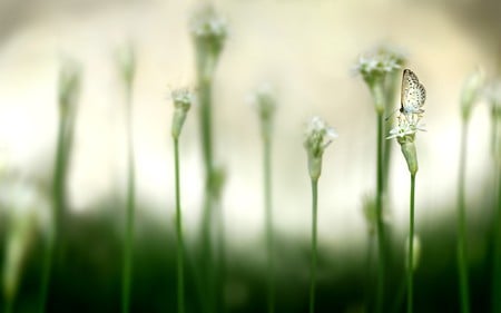 the Butterfly - nature, soft, green, butterflies, macro, butterfly, flower, plant