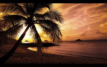 Early Morning Paradise - nightfall, beach, palm tree, peaceful, sunrise