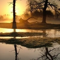 swamp sunset