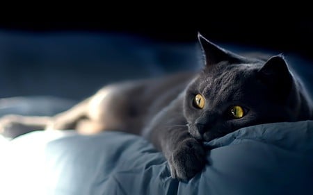 turn this scary movie off! - black, animal, humor, funny, cat, kitty, scary