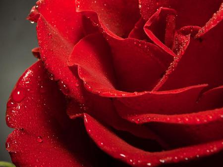 Red-rose-in-a-dew - nature, red, rose, dew, flower