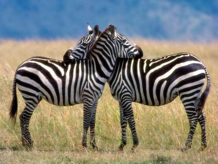 Zebras-in-Love - zebras, horses, love, nice, animals