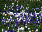 crocus field