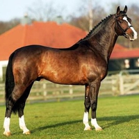 The Horse Cantos-Keur Stallion