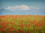 red petals