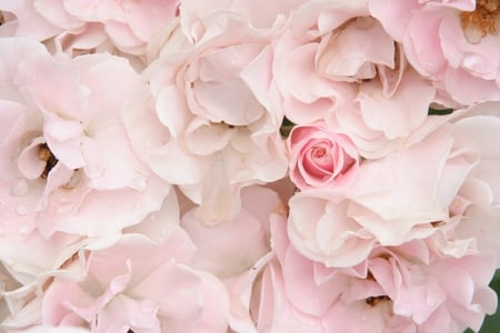 Rosebud - roses, pink, bouquet, still life, rosebud