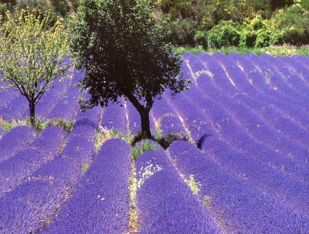 lavender field - olive, nature, purple, field, tree, lavender