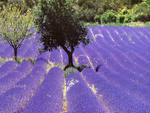 lavender field