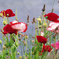 poppies