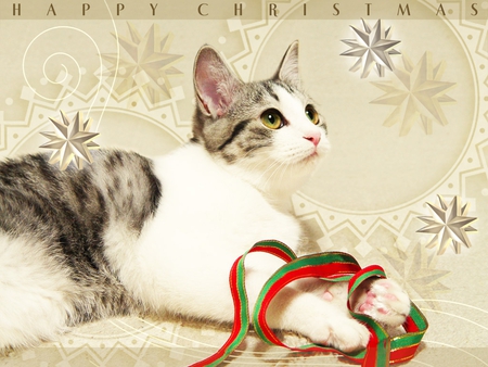 Christmas kitten - christmas, animal, kitten, sweet, cat