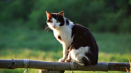 Cat on branch - animal, sweet, cat, kitten