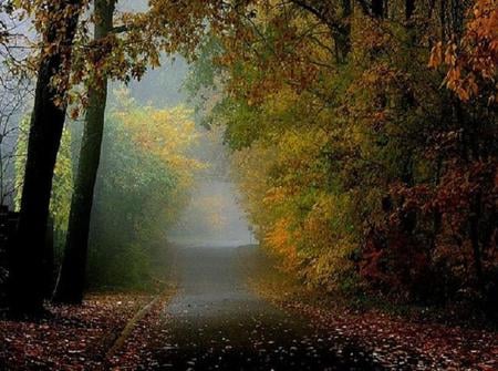 Early Autumn Morning - morning mist, autumn, colours, trees, leaves, picturesque, road