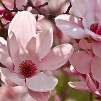 Spring Magnolias