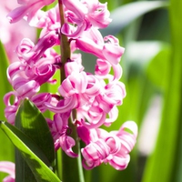 Hyacinthus orientalis